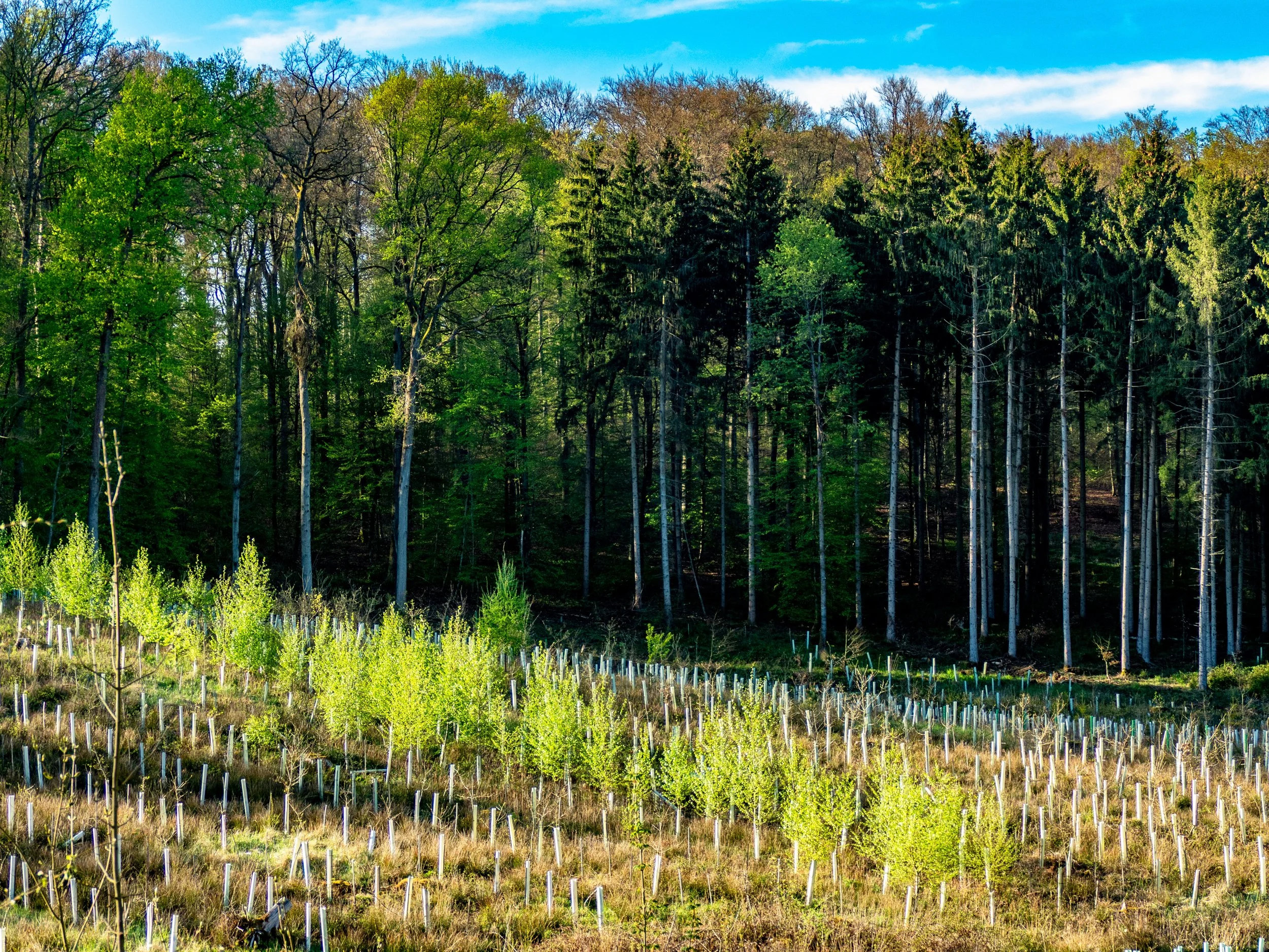 A landscape of a young tree orchard in front of a dense forest with tall trees, under a partly cloudy blue sky.