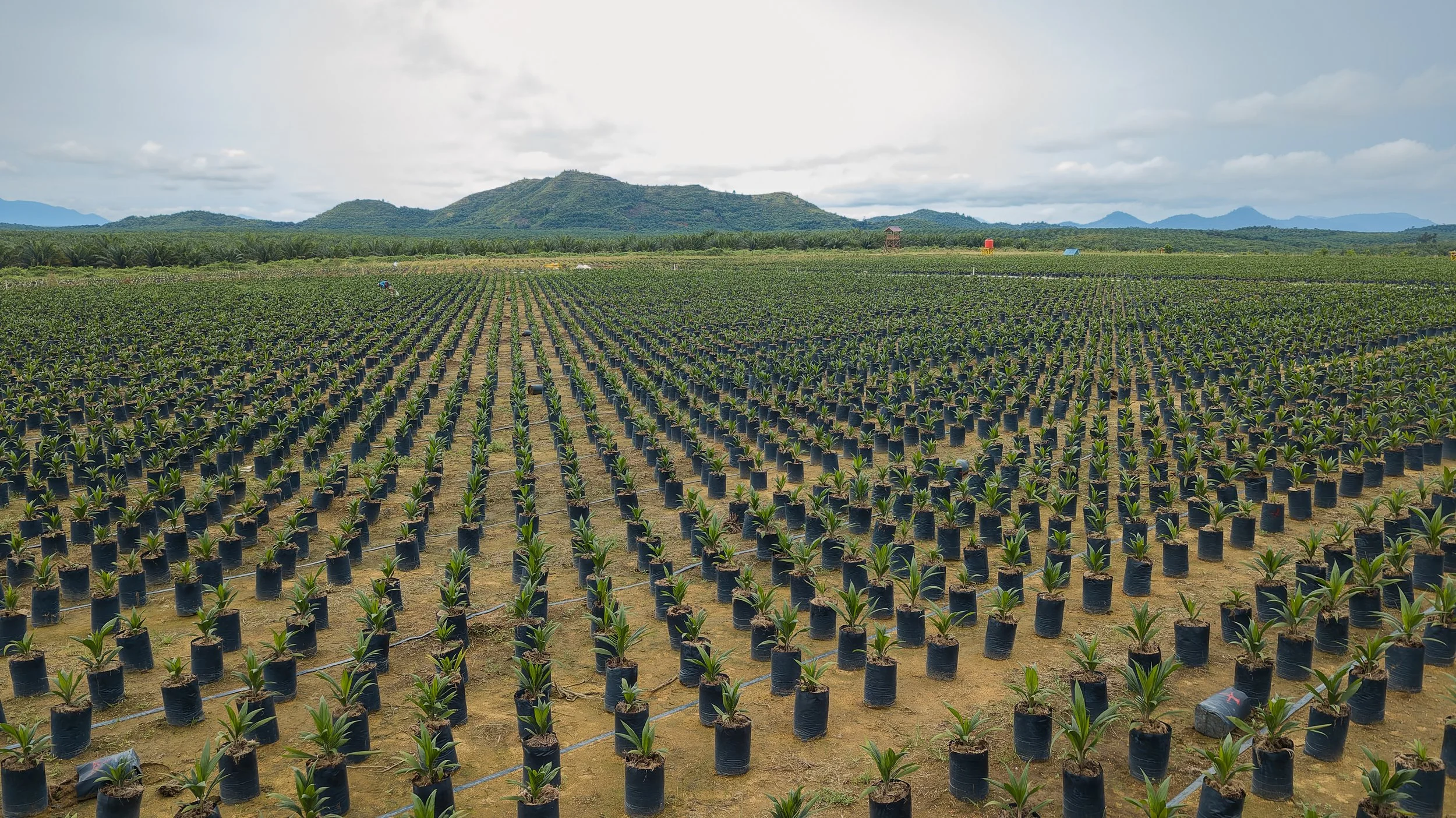 A large agricultural field with rows of young plants in black pots, set against a backdrop of distant hills and a cloudy sky.