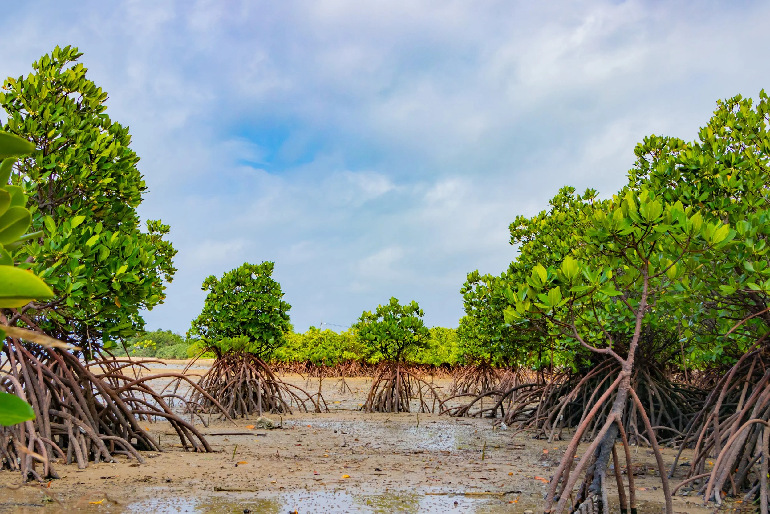 Mangrove trees with exposed roots on a muddy ground under a partly cloudy sky.