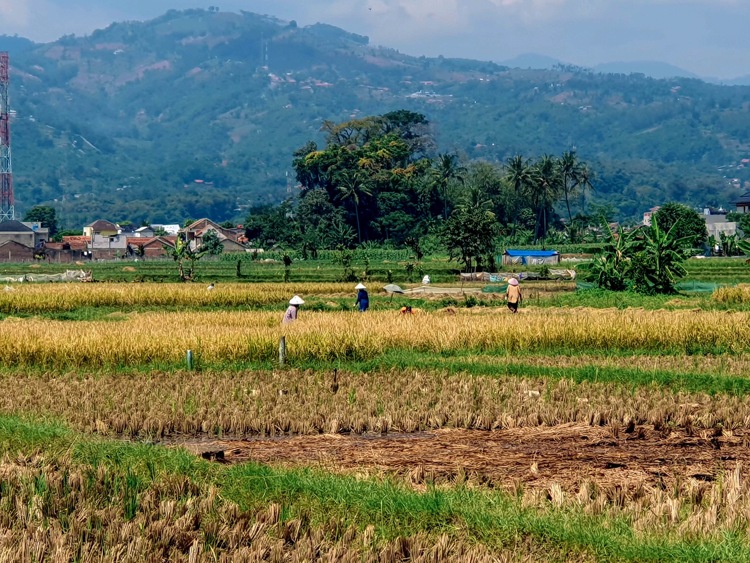 Farmers working in a rice field with lush green hills and trees in the background.