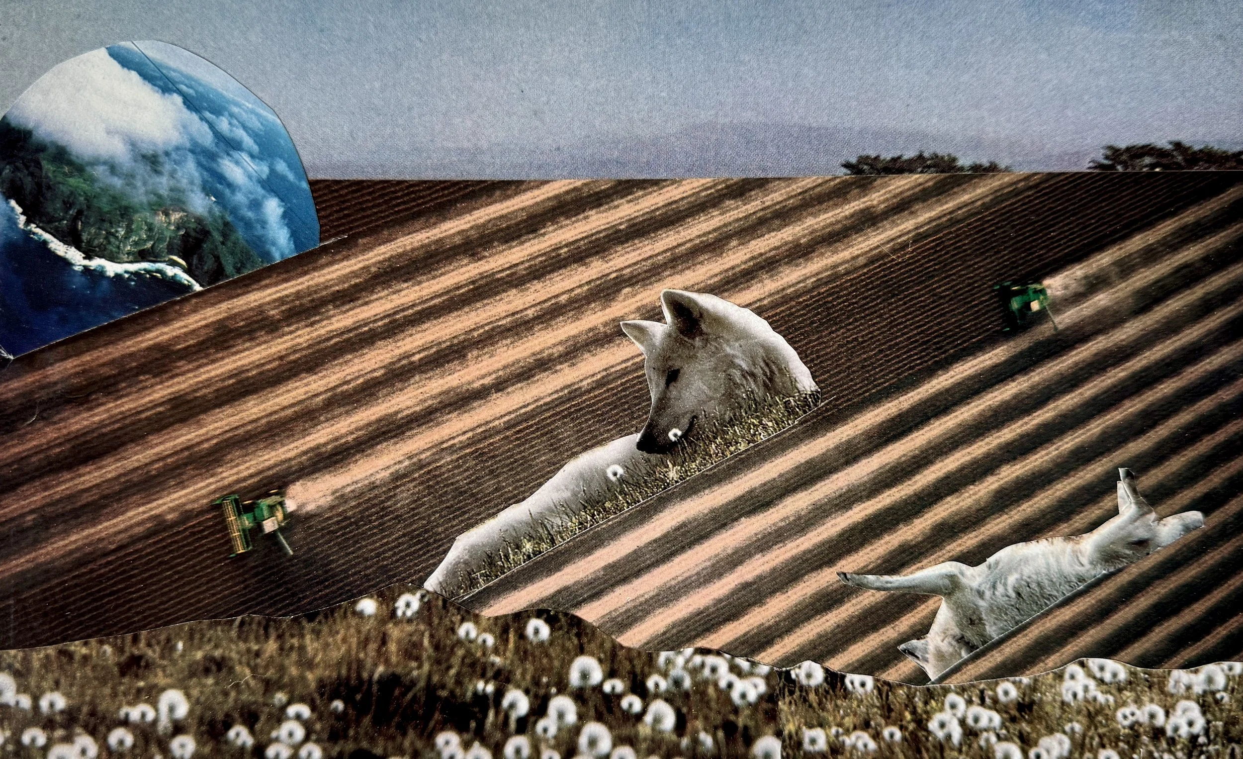 "This land was made for you and me," built from a feature on arctic wolves and a mid-century piece on farming, part of the "Where we belong" series