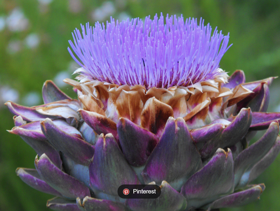 The Artichoke Flower