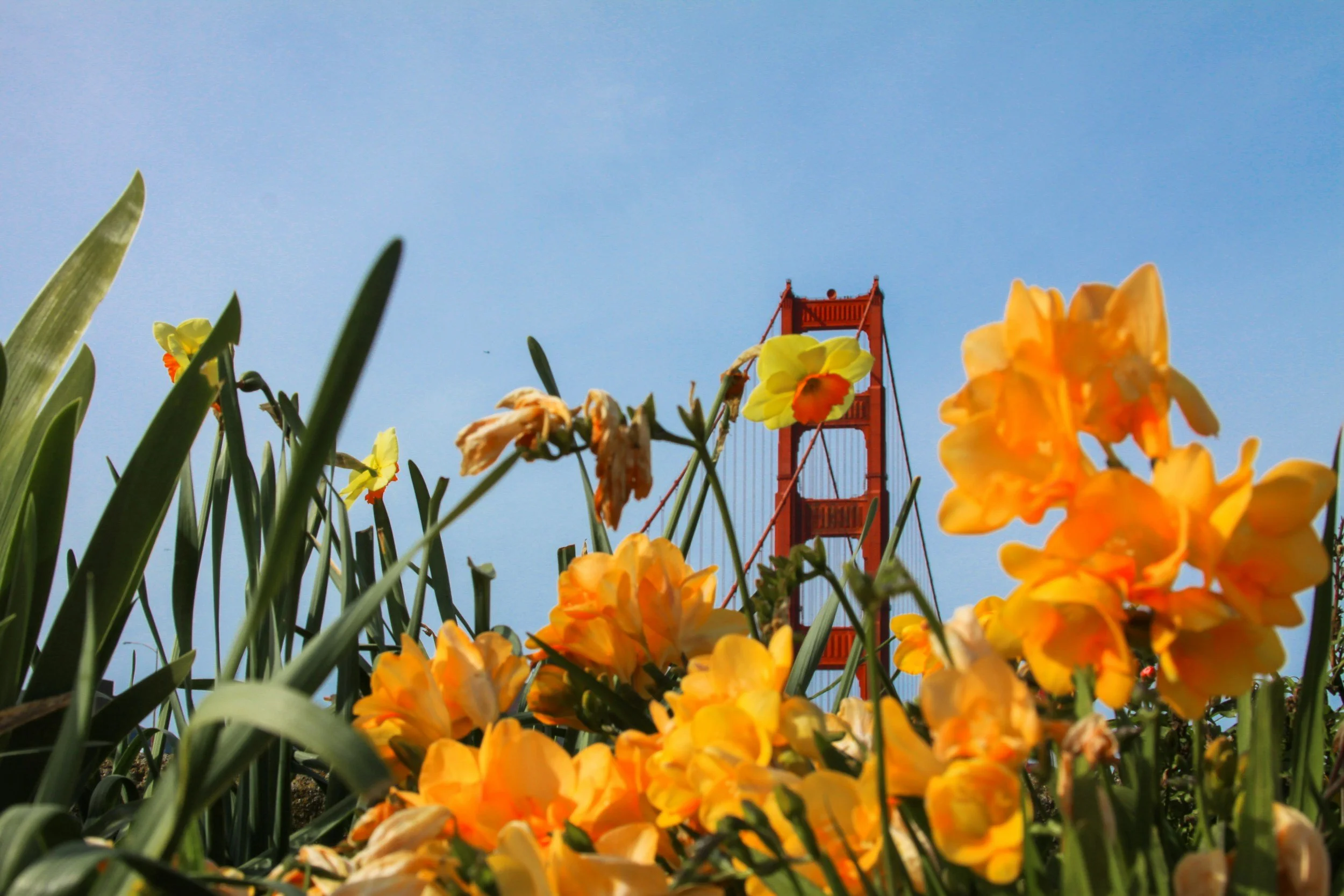 San Francisco Real Estate Springs Forward