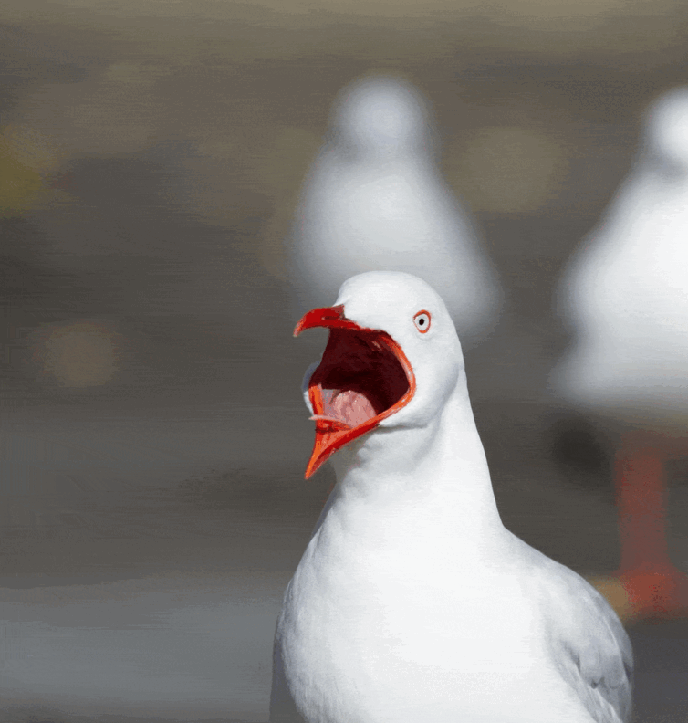 GIF of seagulls