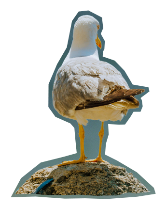 Seagull standing on a rock