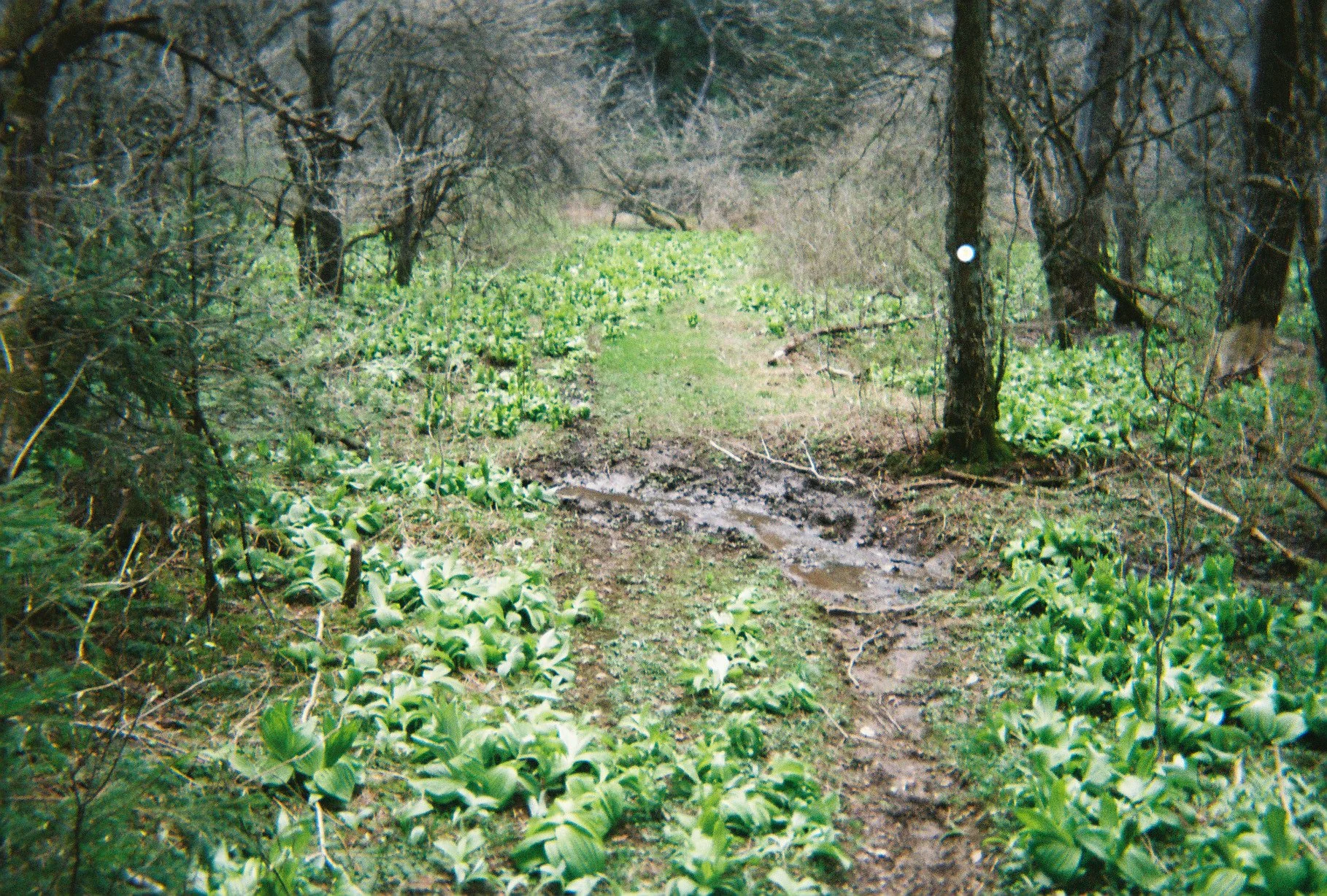 003475-R1-016-6A.jpg