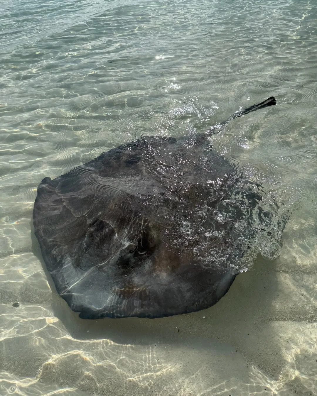 Just hanging with a buddy @chatnchill