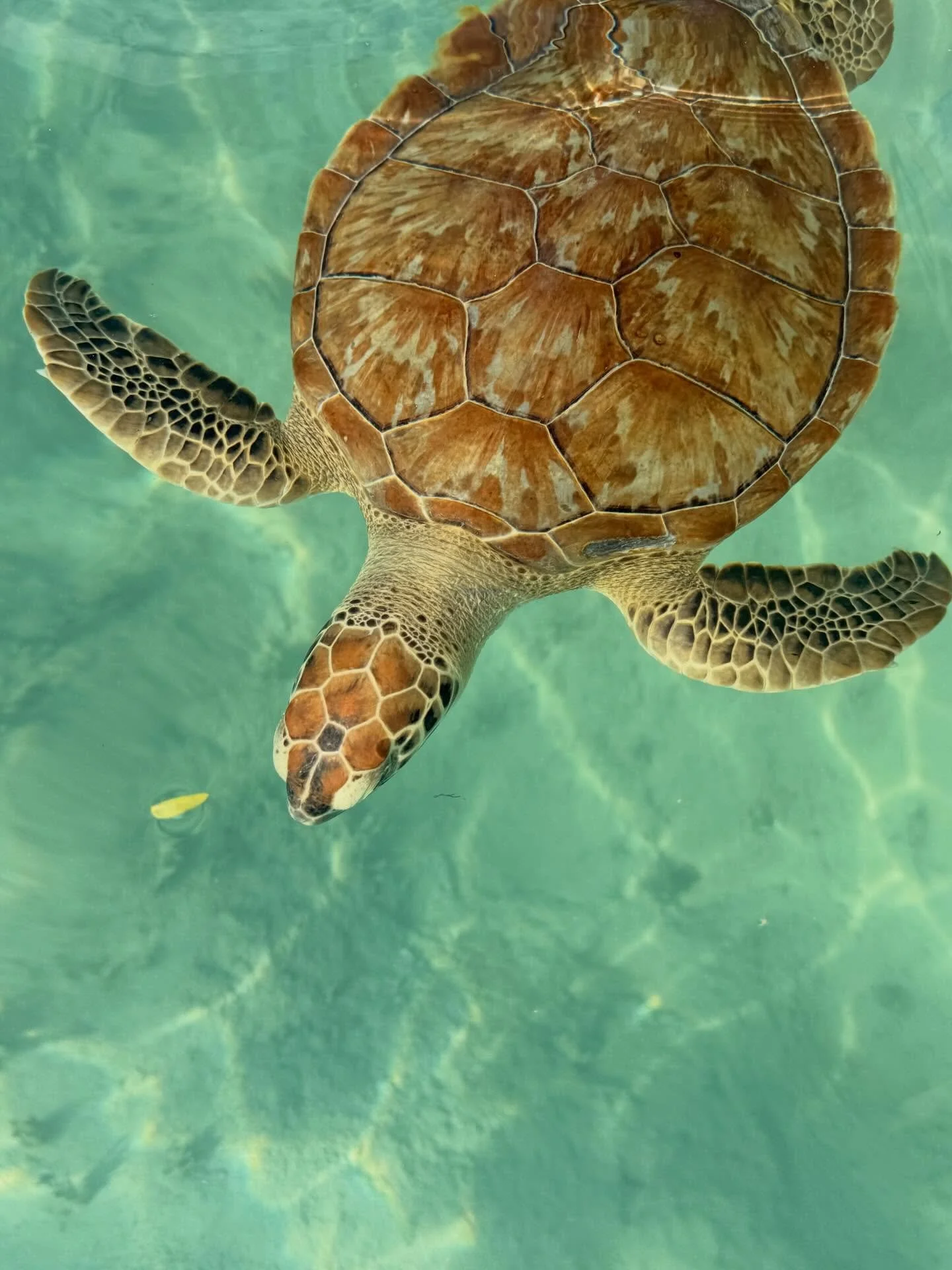 Come see these magical creatures on your next trip to Exuma!