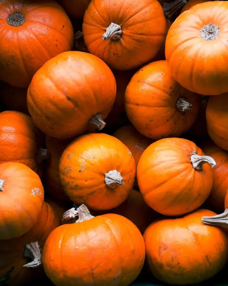 10 Types of Squash & Pumpkins