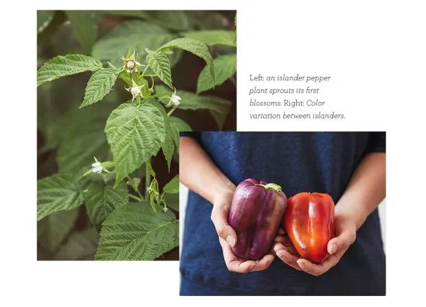 The Story of a Dazzling Purple Pepper — Blue Apron Blog