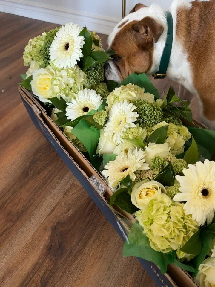 certified bully fresh ! 

.

.

. 

#gerberdaisy #roses #hygrangeas #florist #chicagoflorist #floraldesign #floraldesignchicago #englishbulldogs #englishbulldogmoments