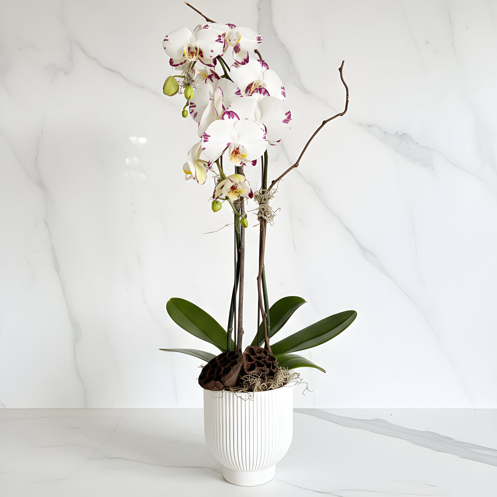 Orchid Plant