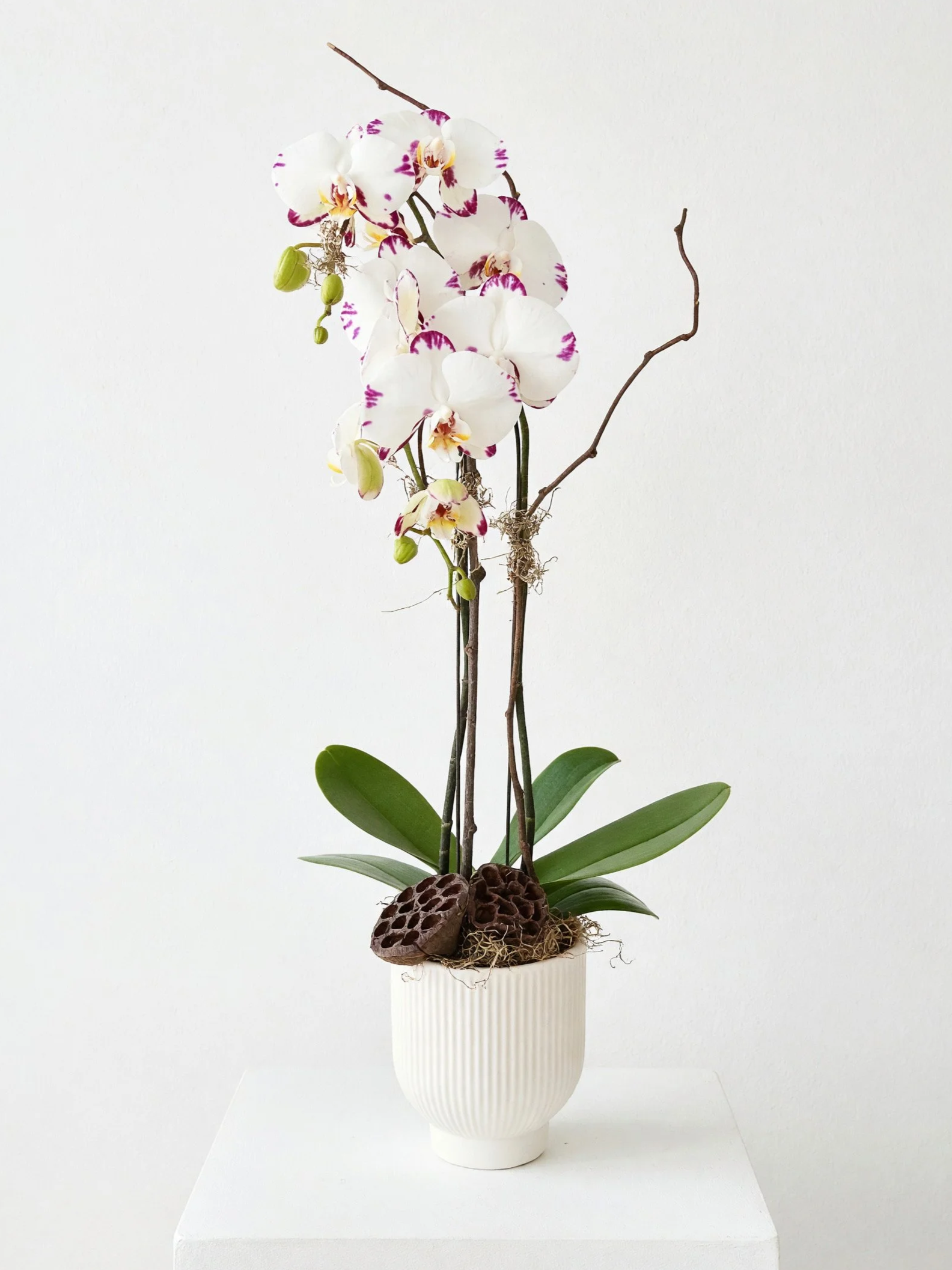 Potted Orchid 