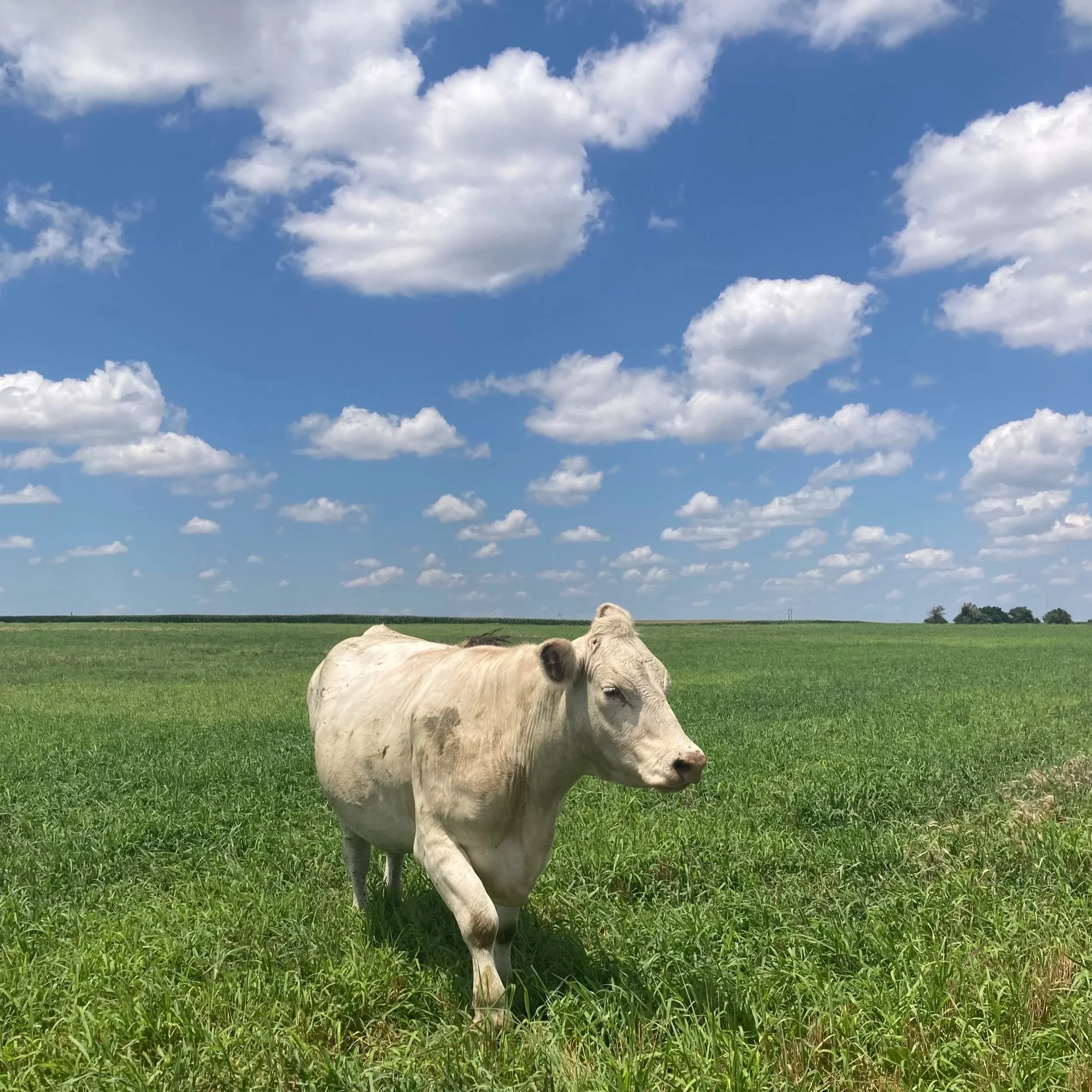 A white cow standing on a green grassy field under a partly cloudy blue sky.