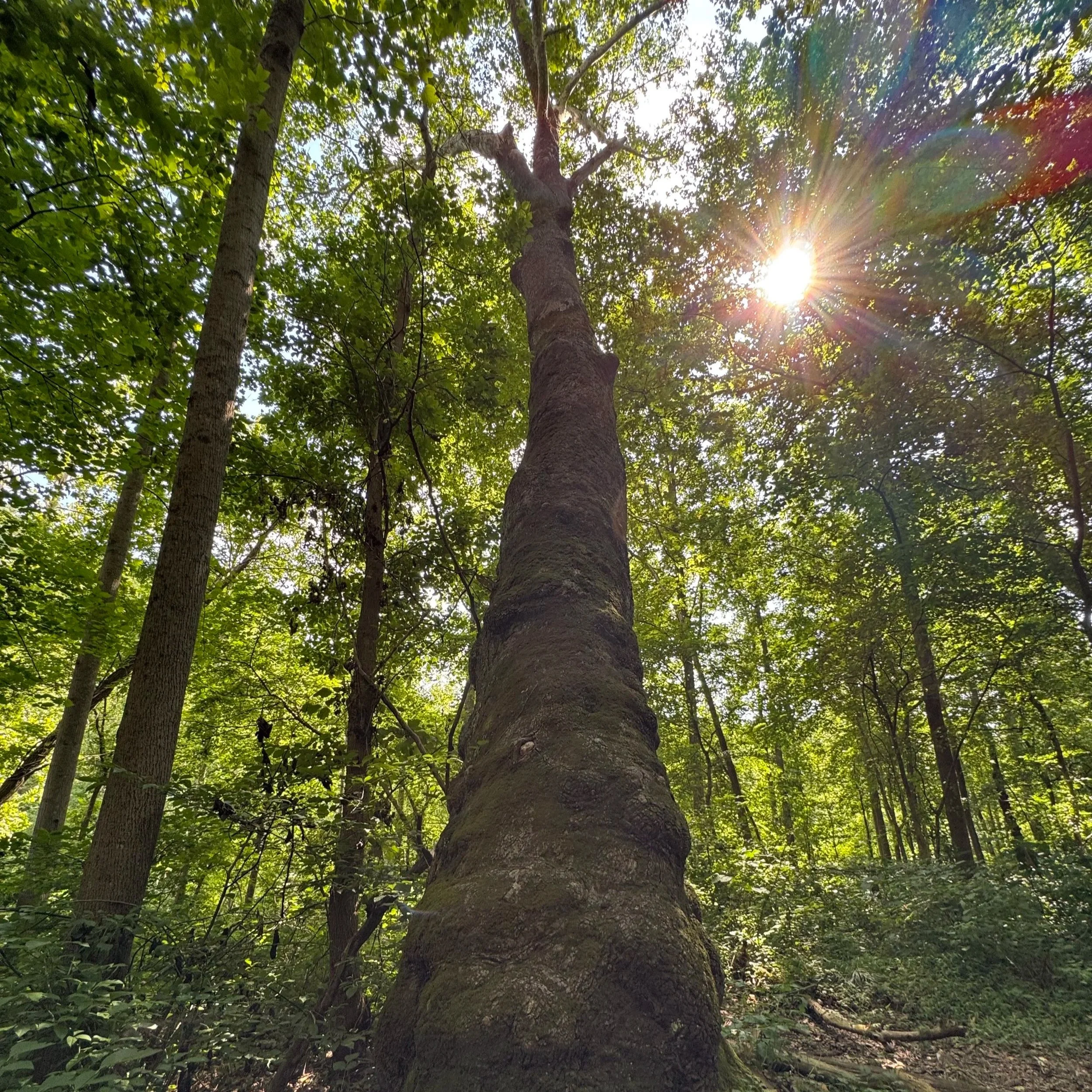 View of a forest looking up at tall trees with sunlight filtering through the green leaves.