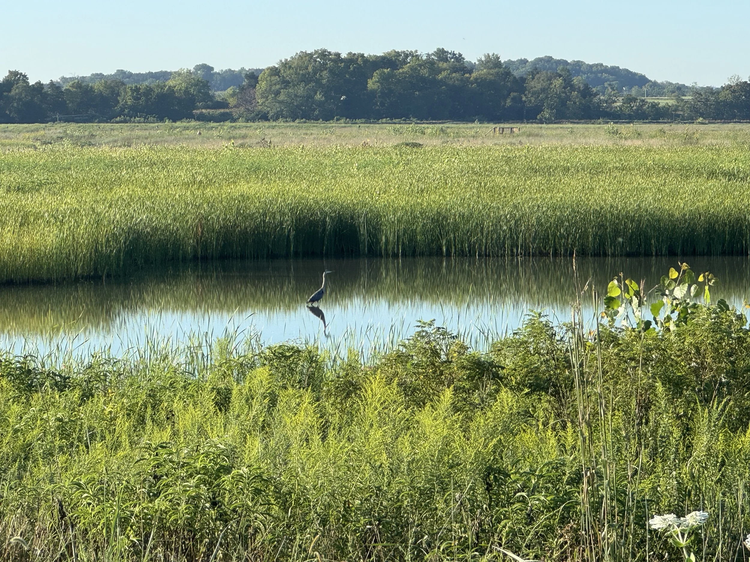 A natural wetland landscape with tall green grasses, a small body of water, and a heron standing in the water. In the background, there are trees and a clear blue sky.