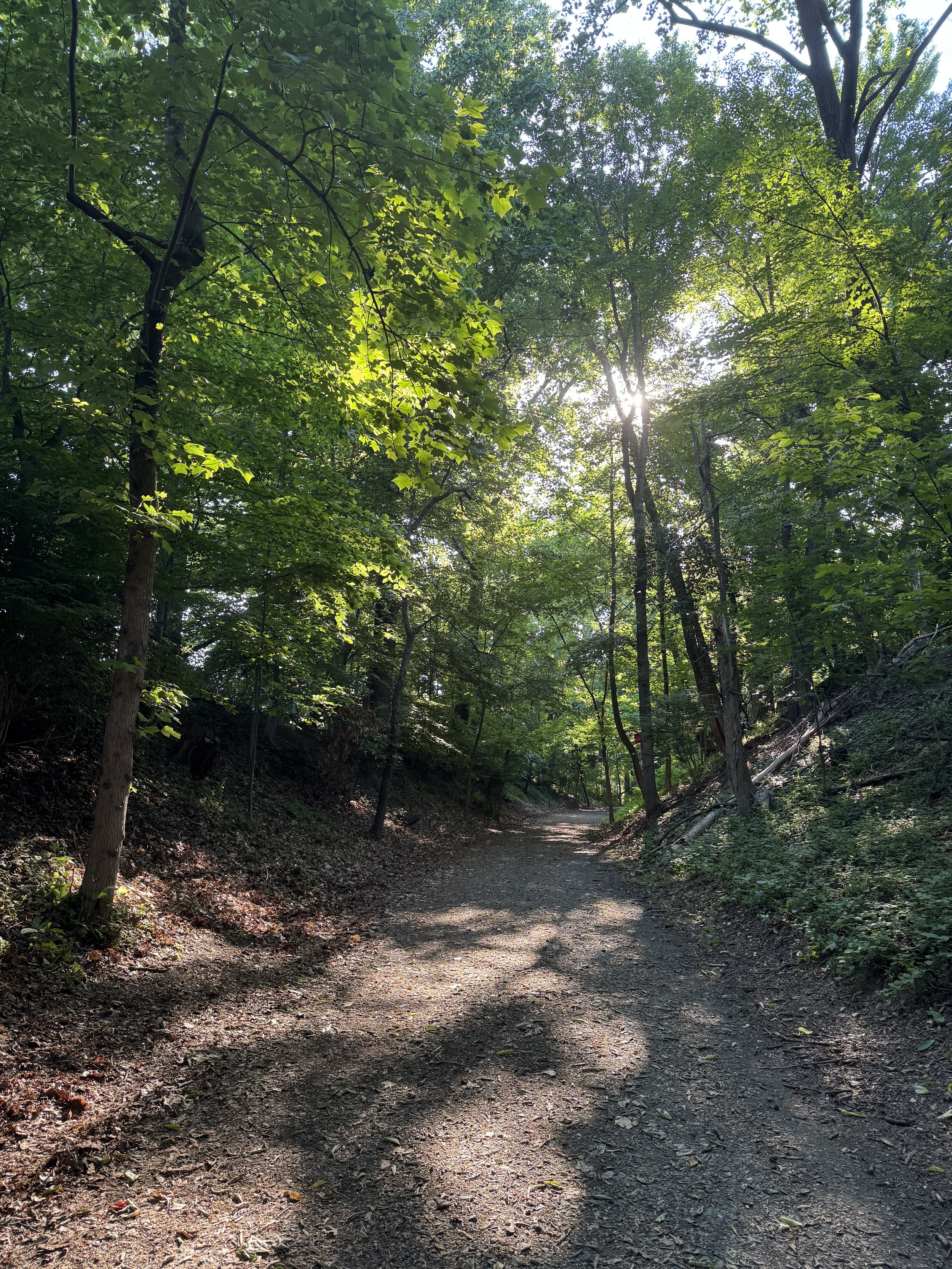 A dirt trail through a lush green forest with tall trees on either side, sunlight filtering through the leaves.