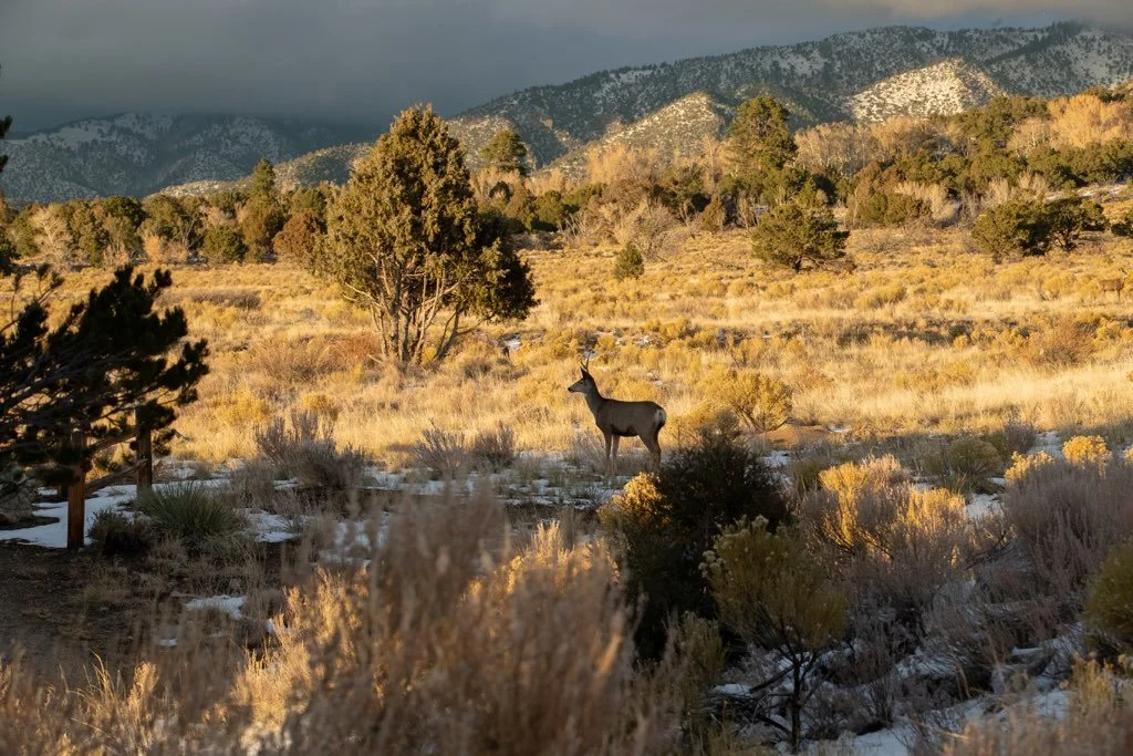A deer standing in a dry, grassy field with sparse bushes and trees, mountains in the background, and a partly cloudy sky.