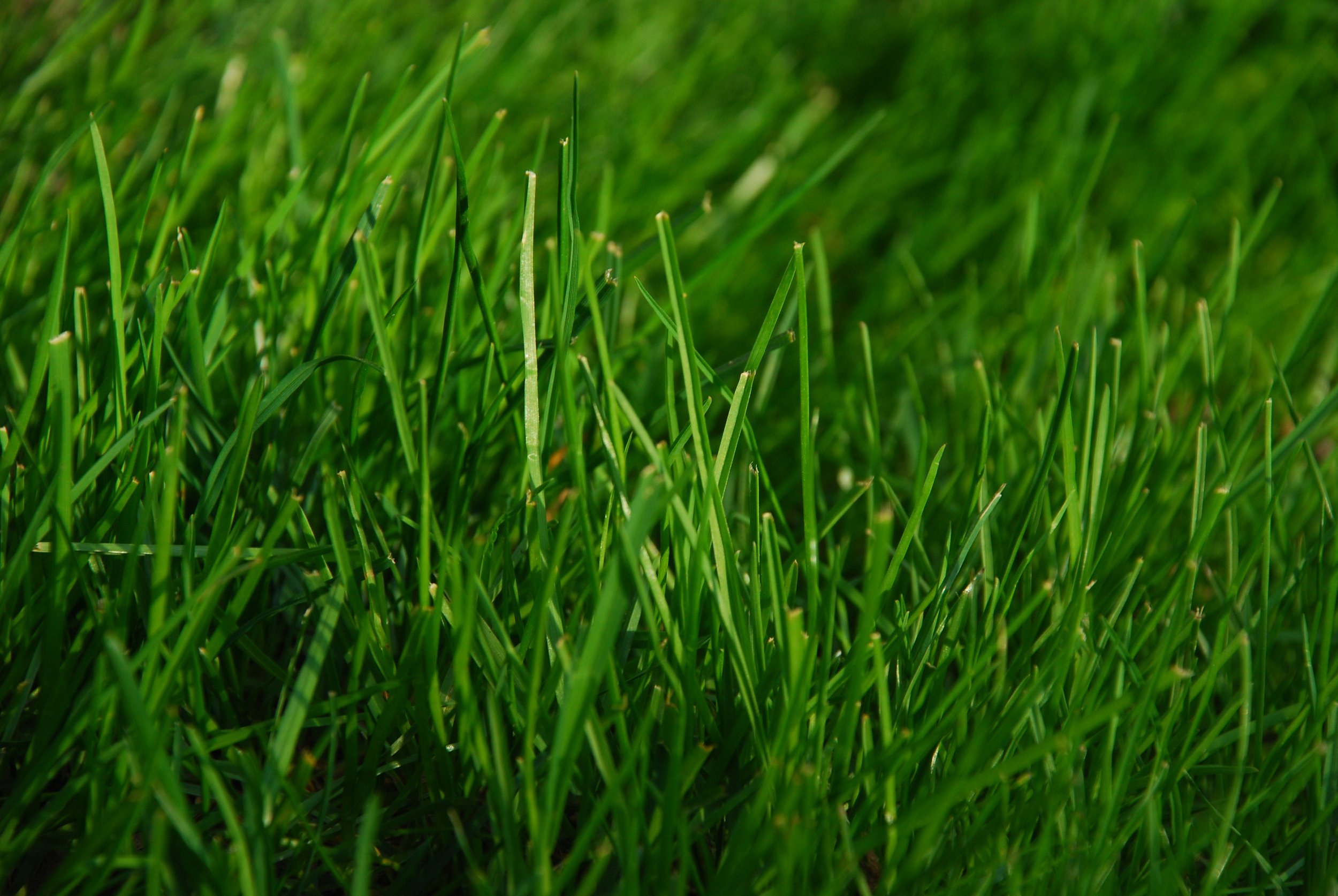 Close-up of green grass blades in a grassy field.