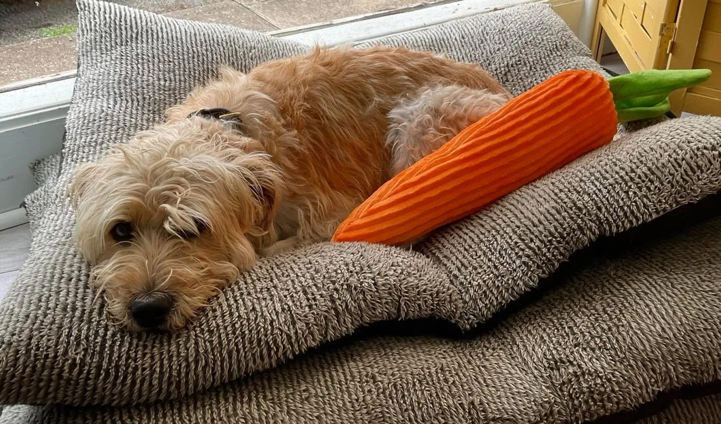 Clover is resting up for the Summer Sale on Thursday night!  5-8 pm