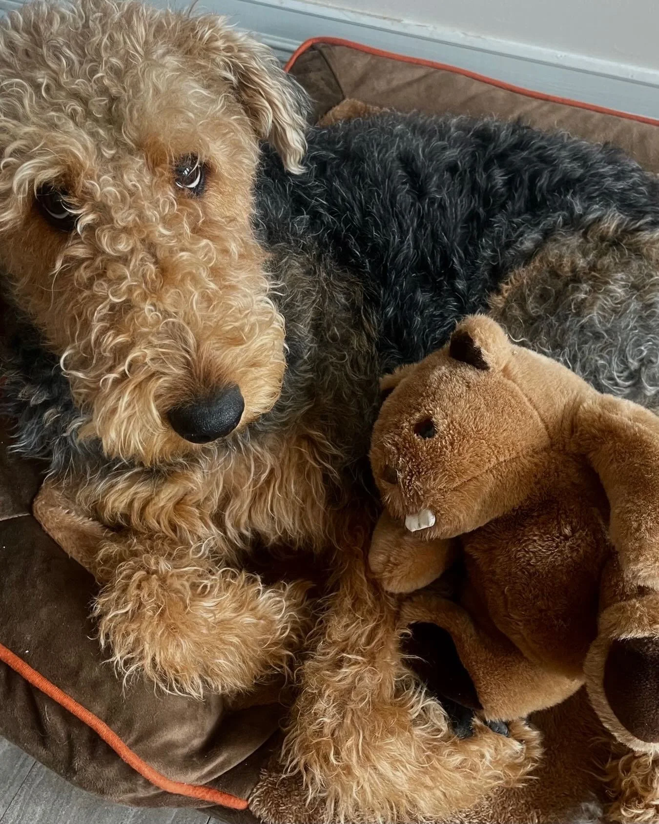 Zinnia feeling Febuary