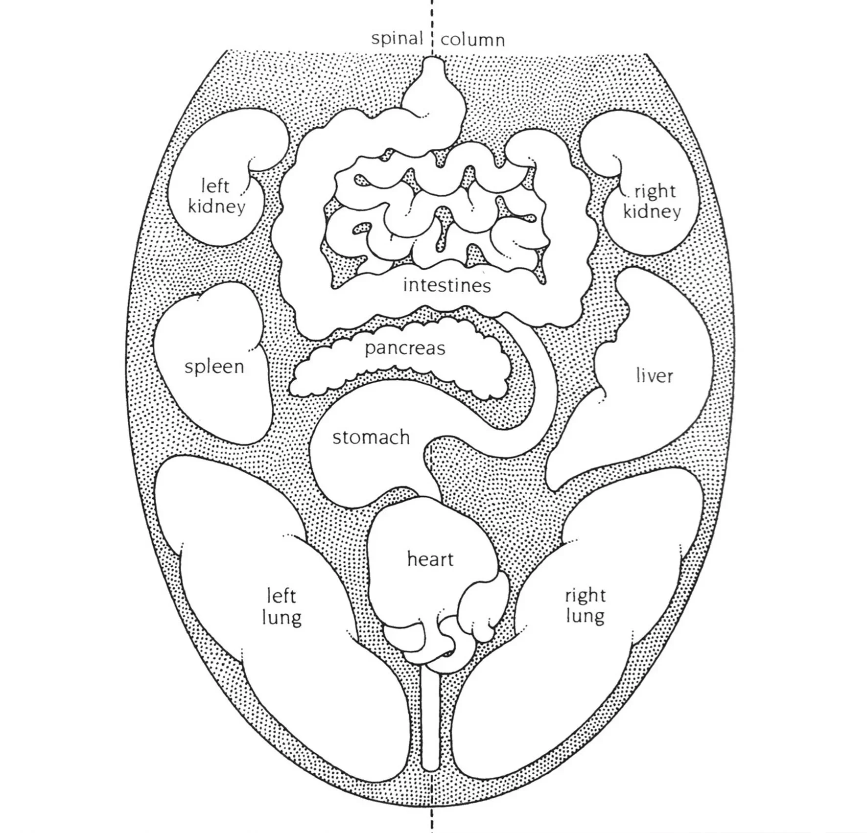 What Your Tongue Says About Your Gut: A Practical Guide to Tongue Mapping