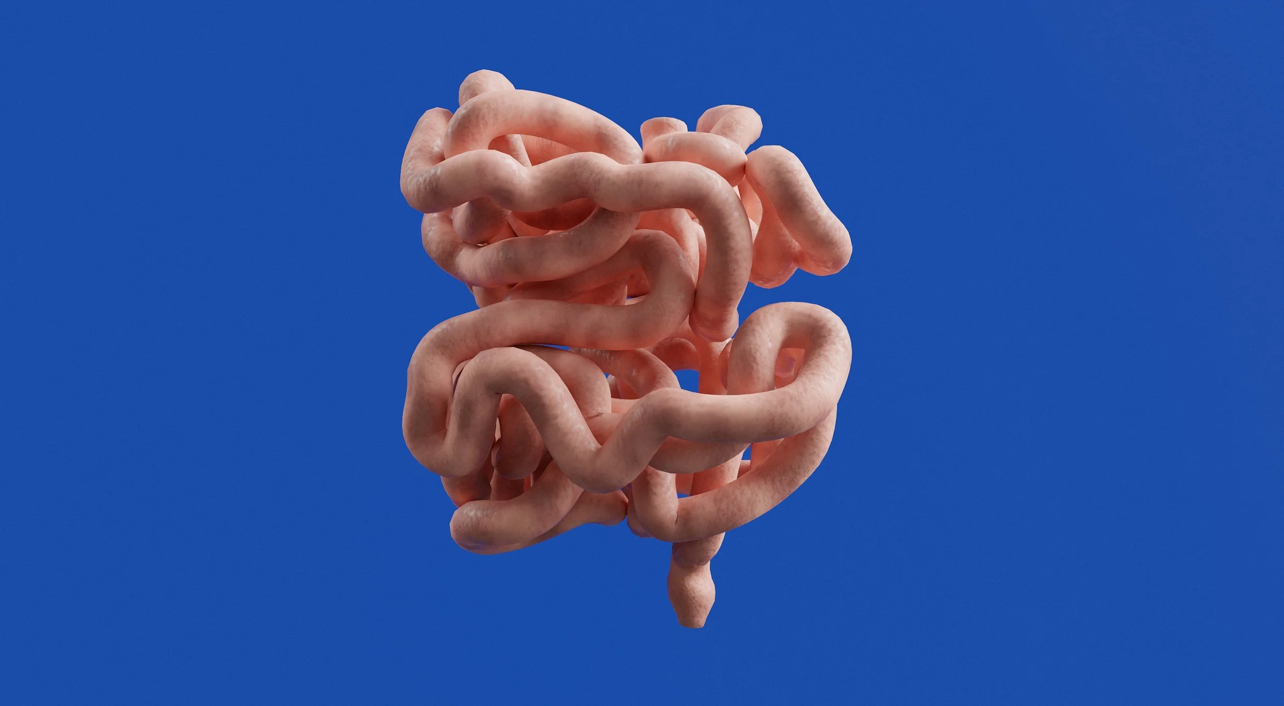 Akkermansia: A Bactéria Intestinal de Que Todos Falam — e Porque É Que os Seus Níveis Estão Baixos
