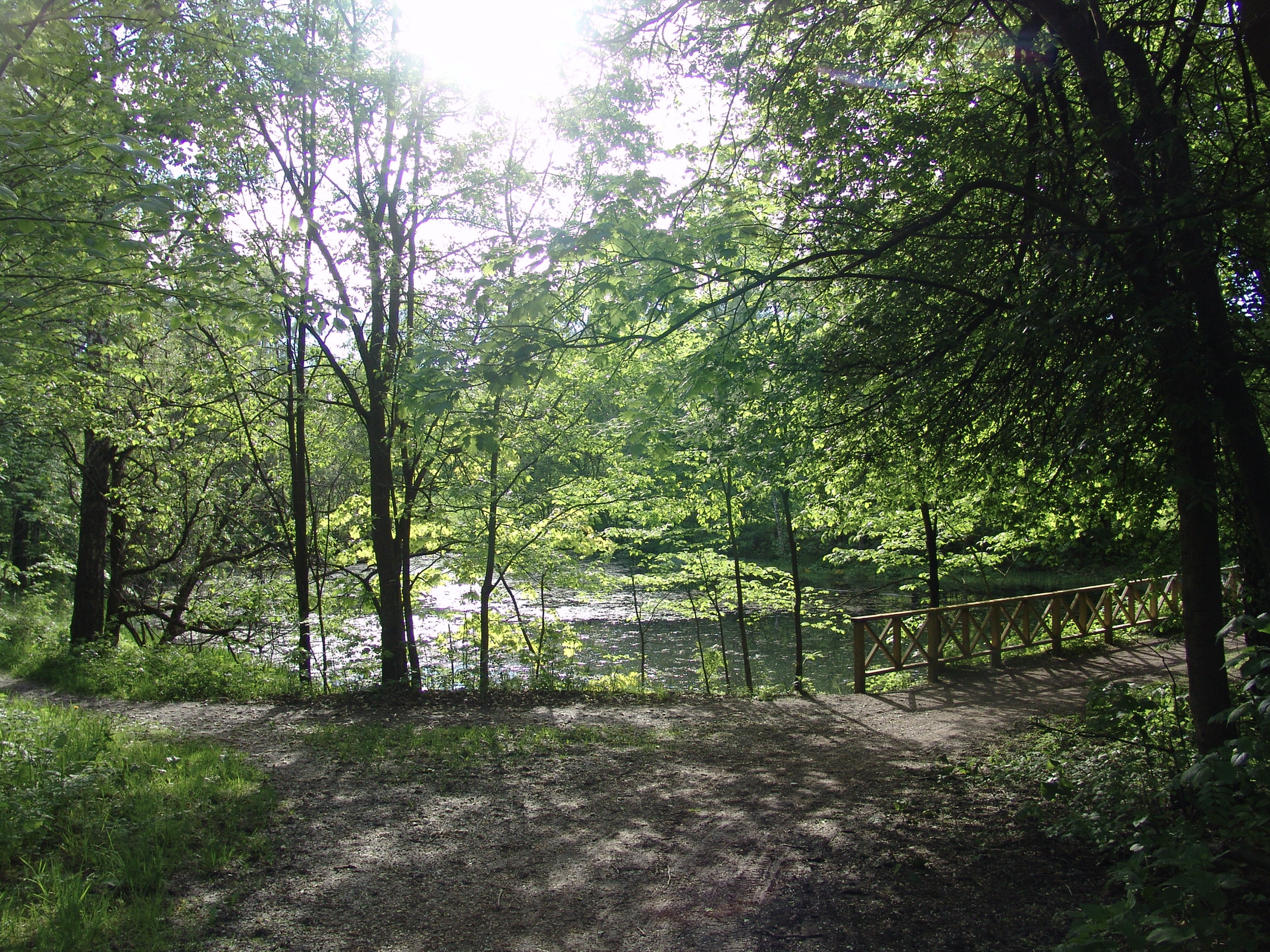 Skogssti ved en innsjø, med grønn løvskog og en liten trebro i bakgrunnen