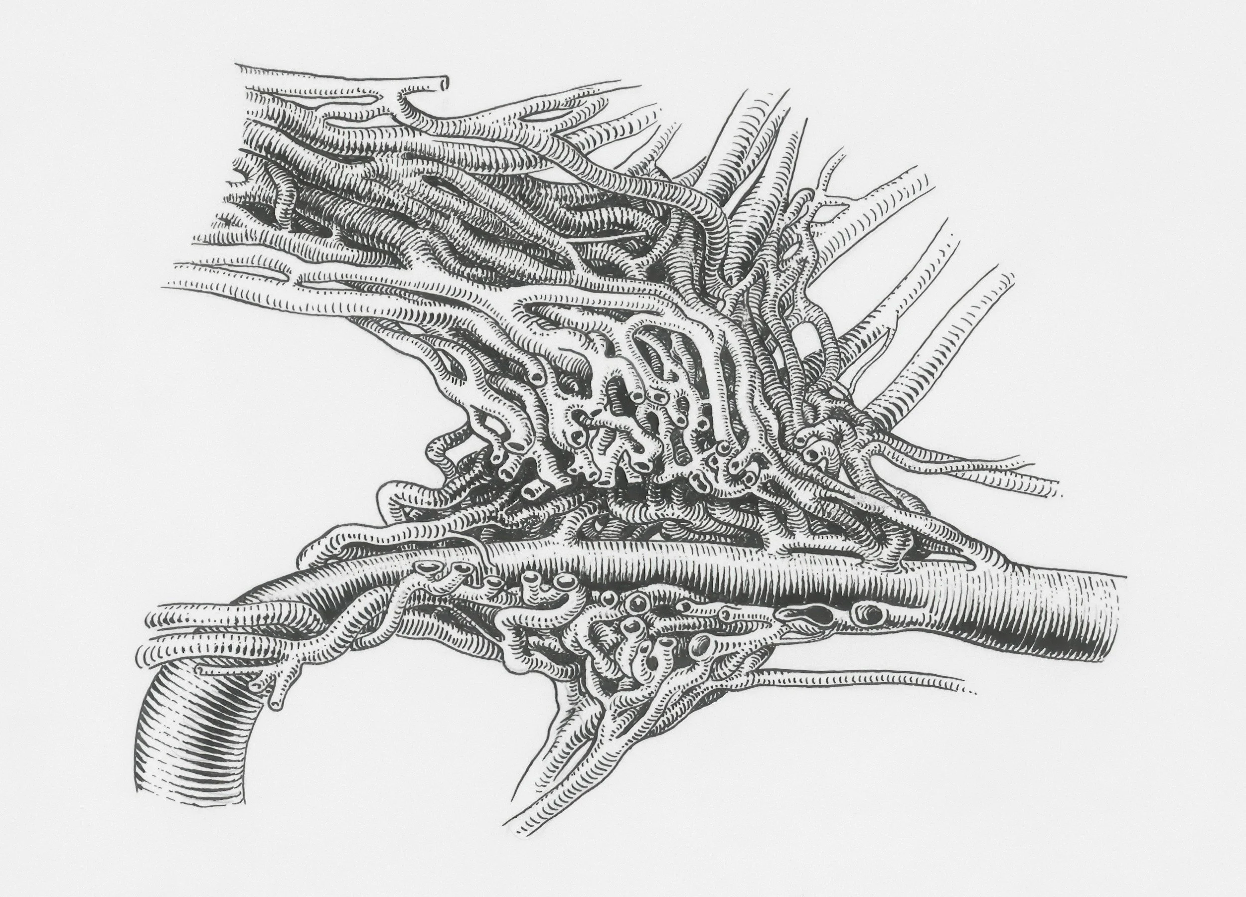 Black and white line drawing of the human lymphatic system, highlighting the stomach, intestines, and associated organs.