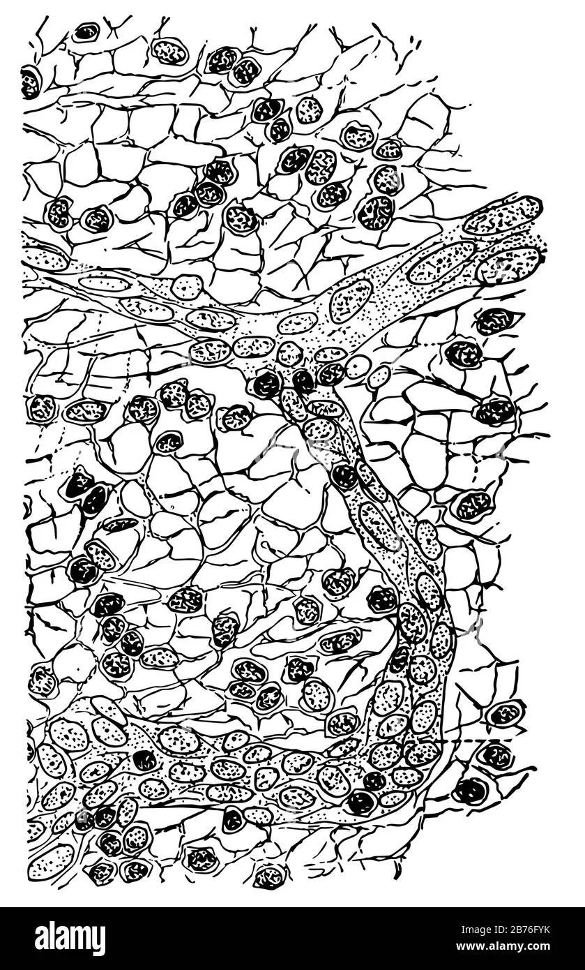 Black and white line drawing of lymphatic system
