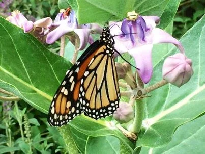 Butterflies in the Aisles — Garden Center Magazine