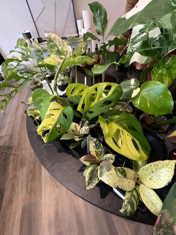 Indoor arrangement of various potted houseplants, including monstera and pothos, on a black circular table with a wooden floor and part of a white cabinet or wall in the background.