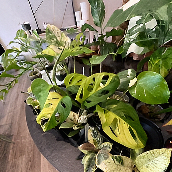 Setting Up a Houseplant Pop-up Shop — Green Profit