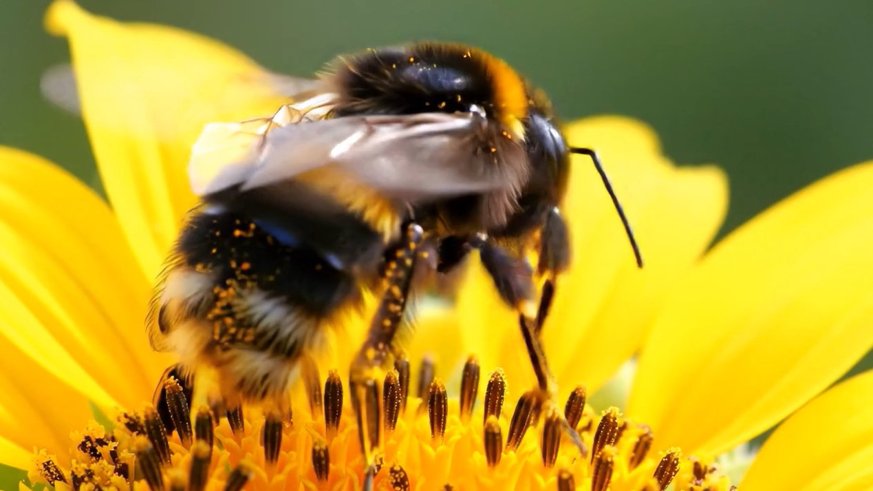 bee pic.jpg