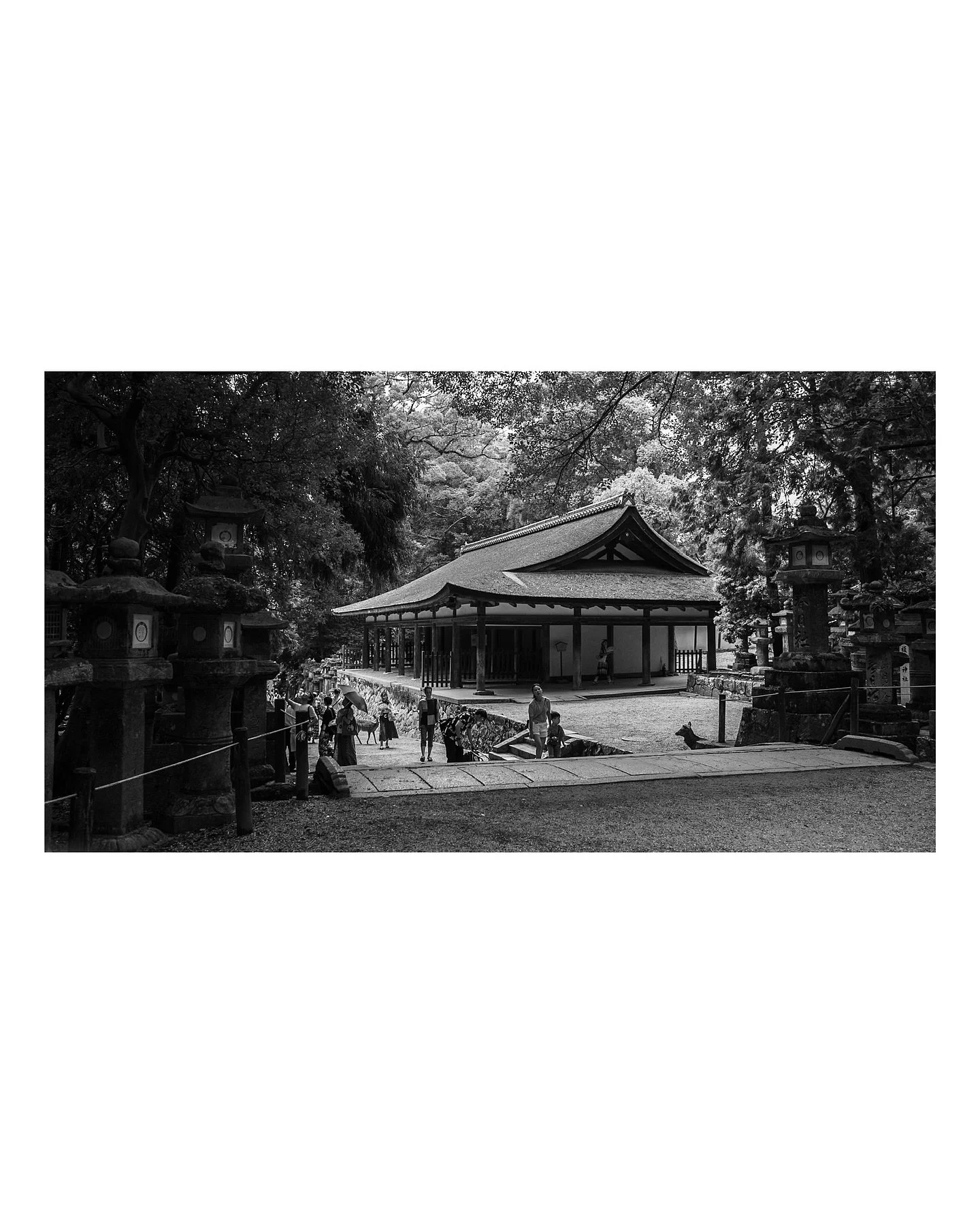 Nara no es solo la ciudad de los venados amistosos. Es la ciudad de Mami.
Gracias a ella, vivimos una Nara diferente. Dejamos atr&aacute;s las multitudes del verano para perdernos por caminos tranquilos, donde solo se escuchaba el rumor de la histori