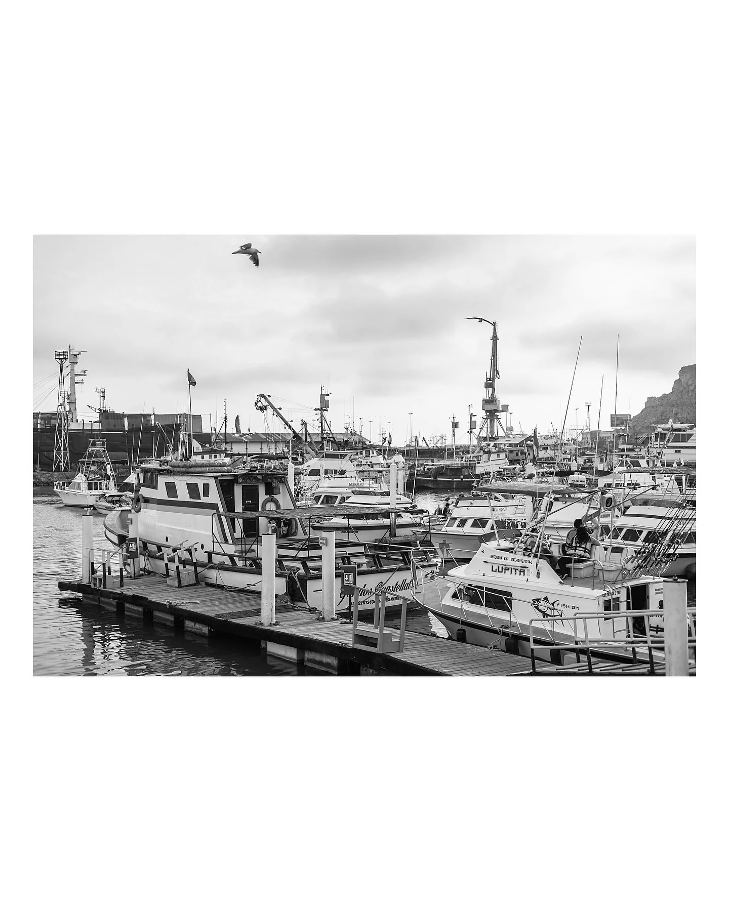 Ensenada. 
Hoy comparto im&aacute;genes de mi ciudad de origen. Una ciudad donde casi nunca tomo fotos, casi nunca saco mi c&aacute;mara. 

CANON R6 + 50mm 1.8 

#EnsenadaBC #FotografiaEnBlancoYNegro  #VidaCotidiana #BarcosYSeagulls #MarYMonta&ntilde