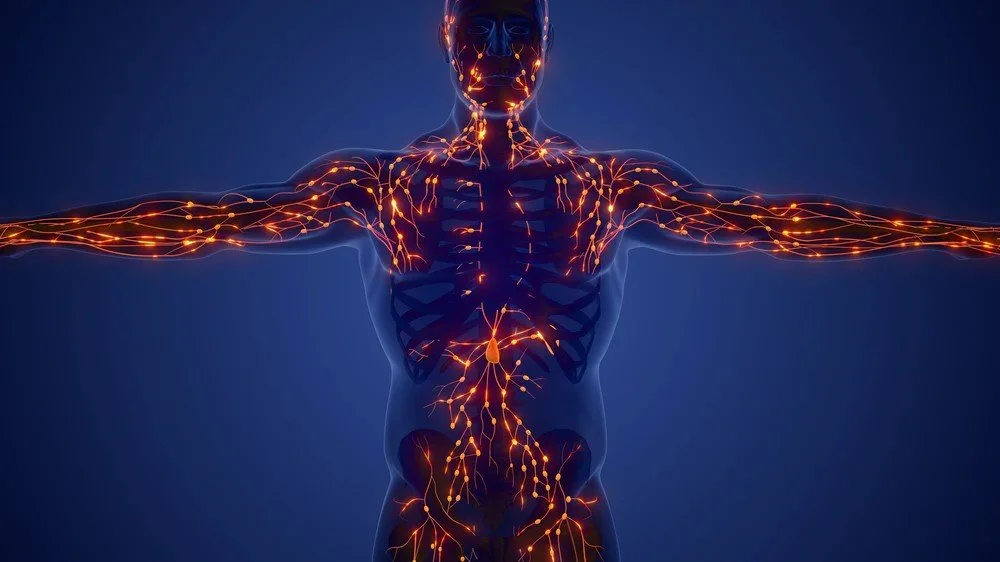 Digital illustration of a human body with illuminated nervous system highlighting the brain, spinal cord, and nerves in the arms and torso, against a dark background.