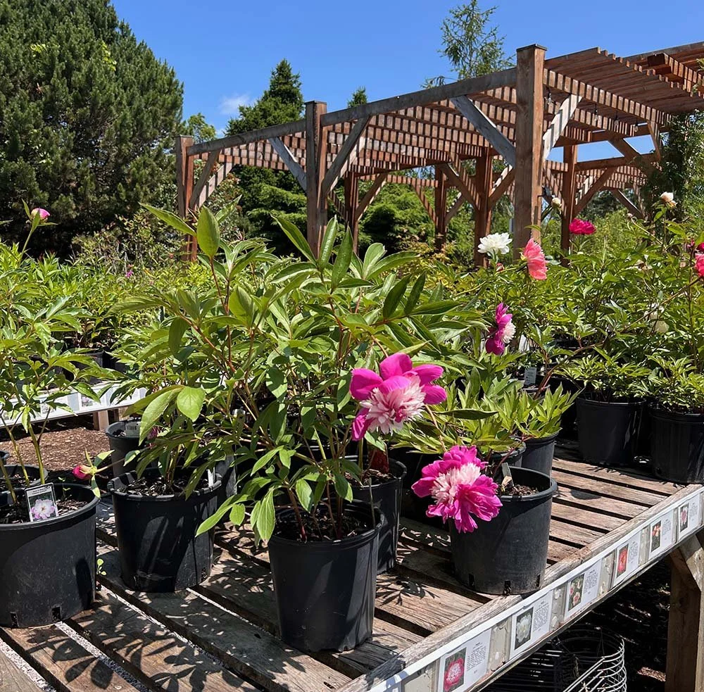 CORNHILL NURSERY