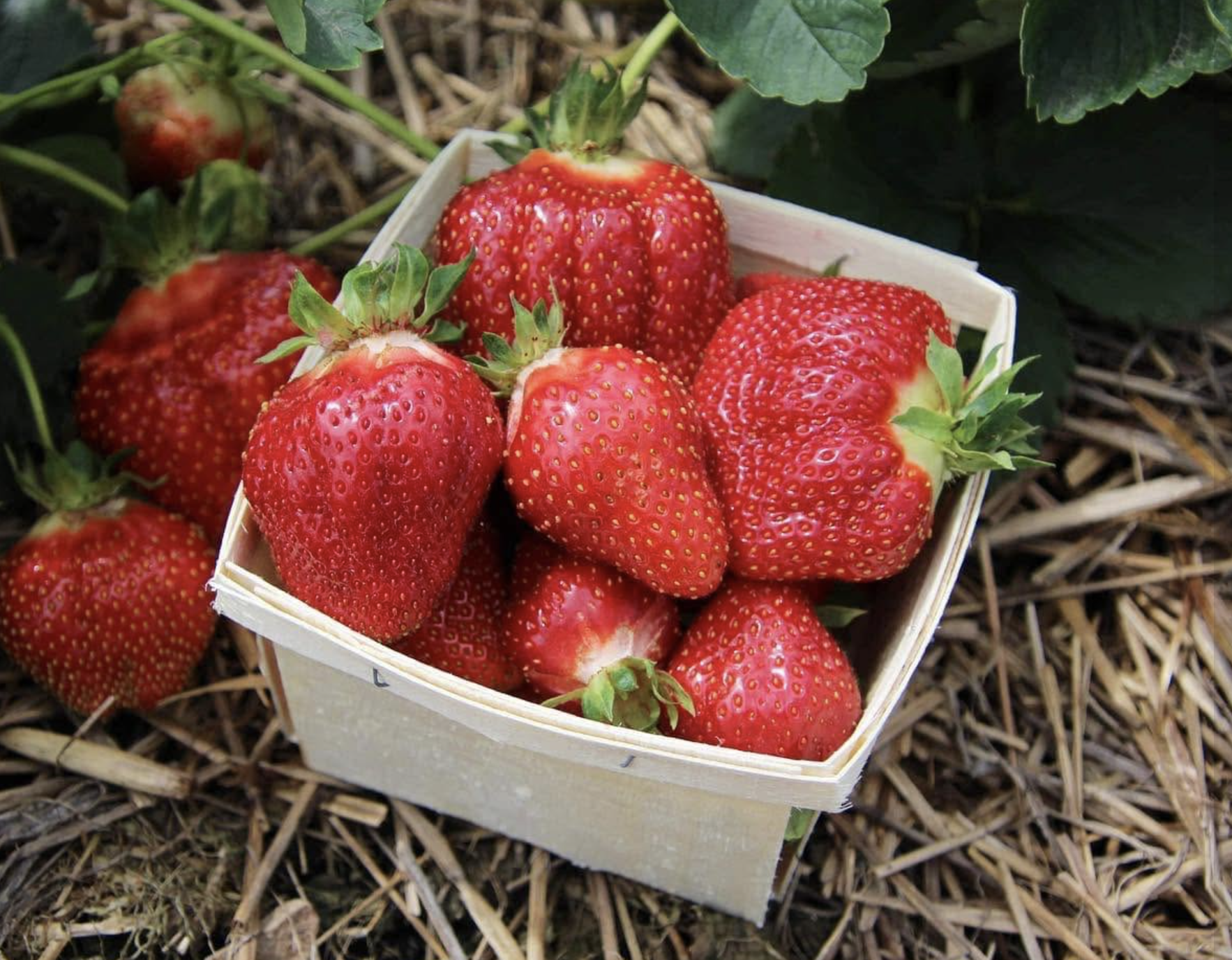 Farmstand Shopping - Walker’s Strawberry Farm