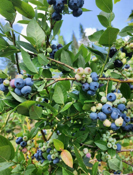 McGregor Brook Blueberry Patch