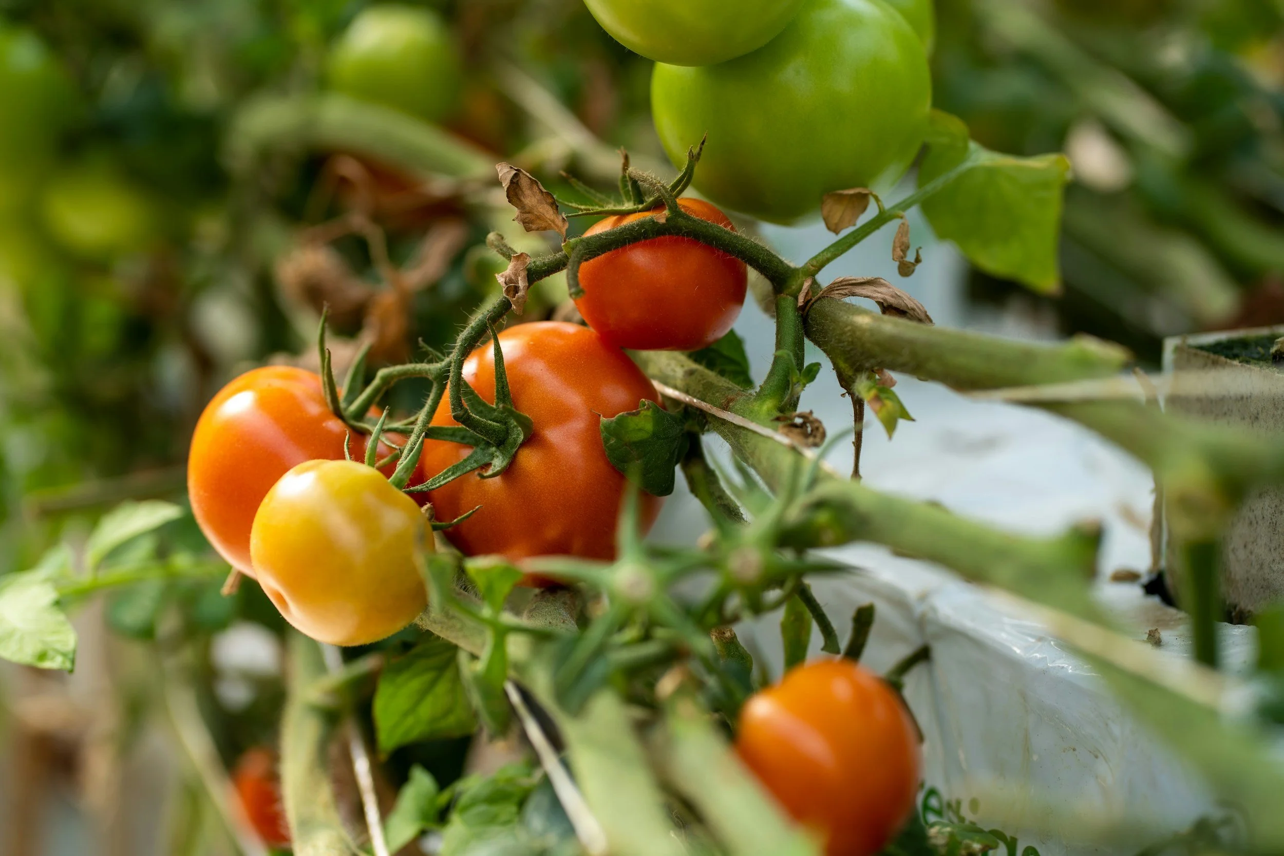 Sussex Valley Vegetable Farms Inc.