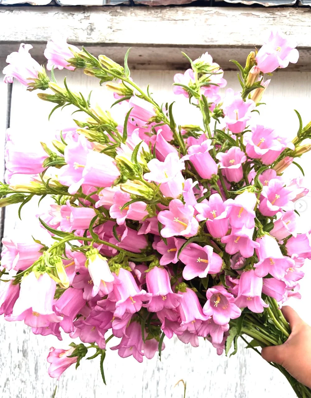 The posy shed - Sharp Brook Flower Farm