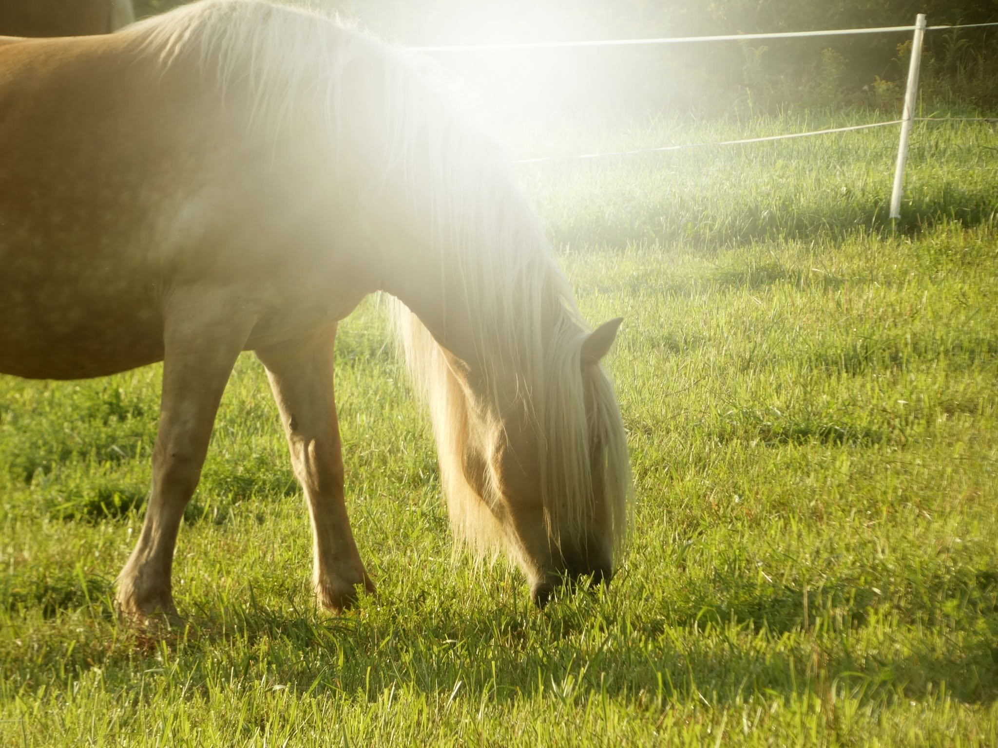 Meditation in the Pasture