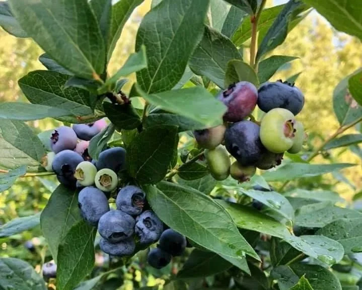 Hi-bush blueberry U-pick
