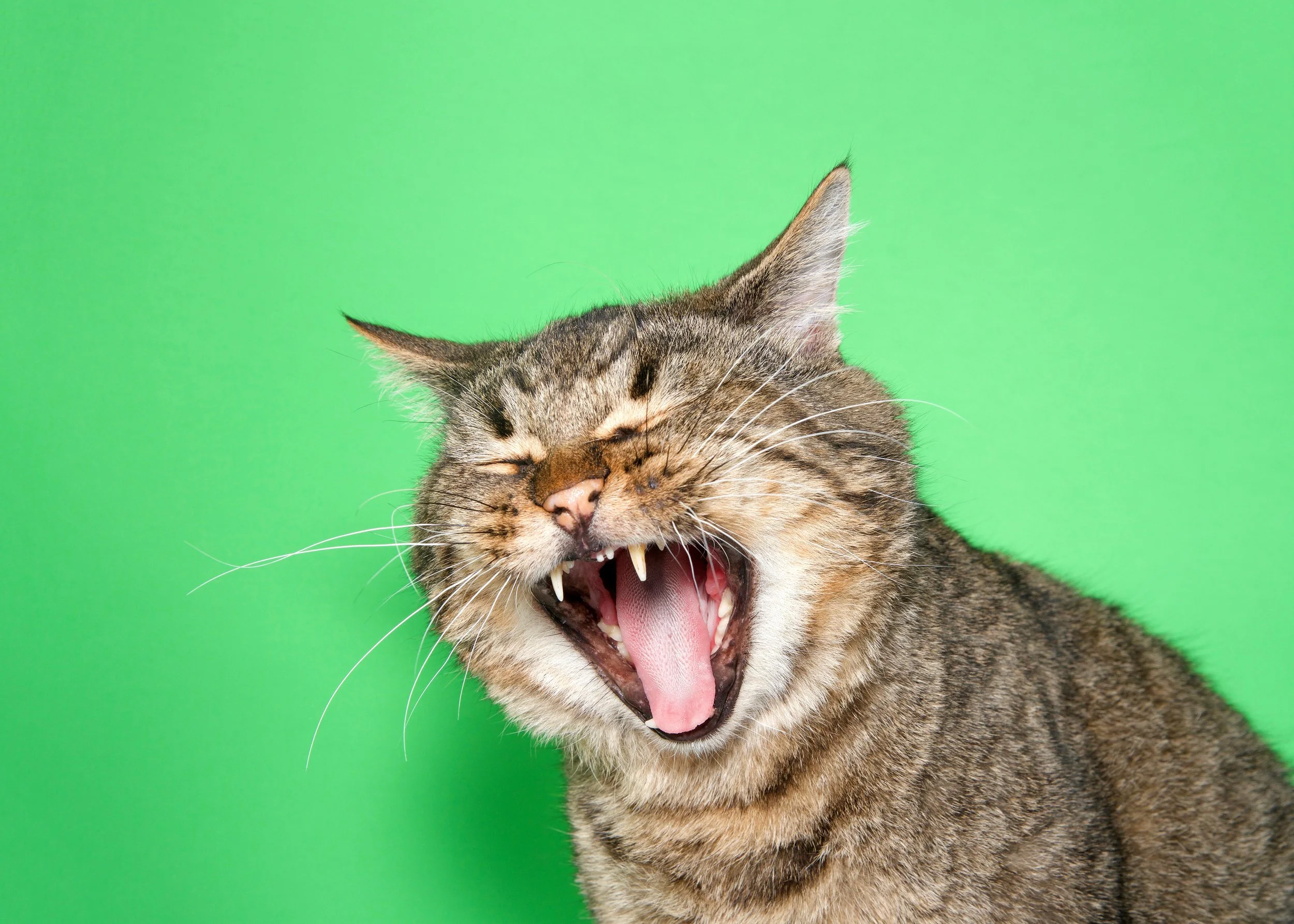 How much space does it take to swing a cat?