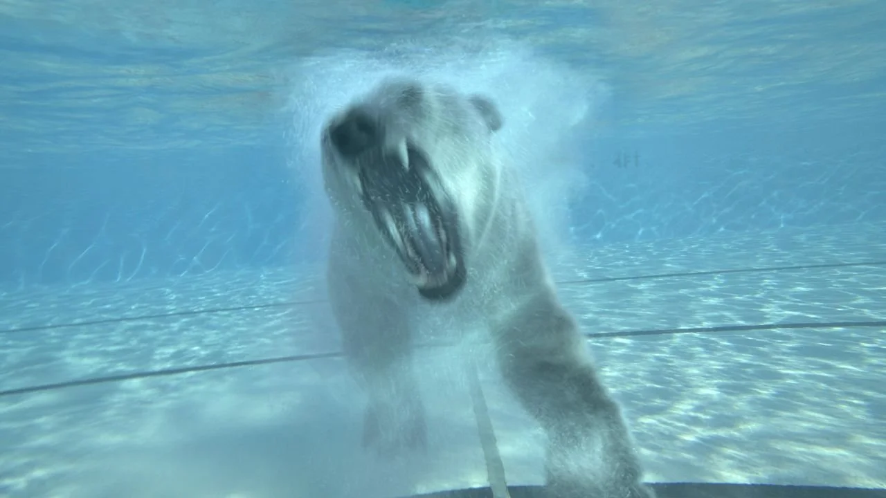 PolarBear_001.jpg