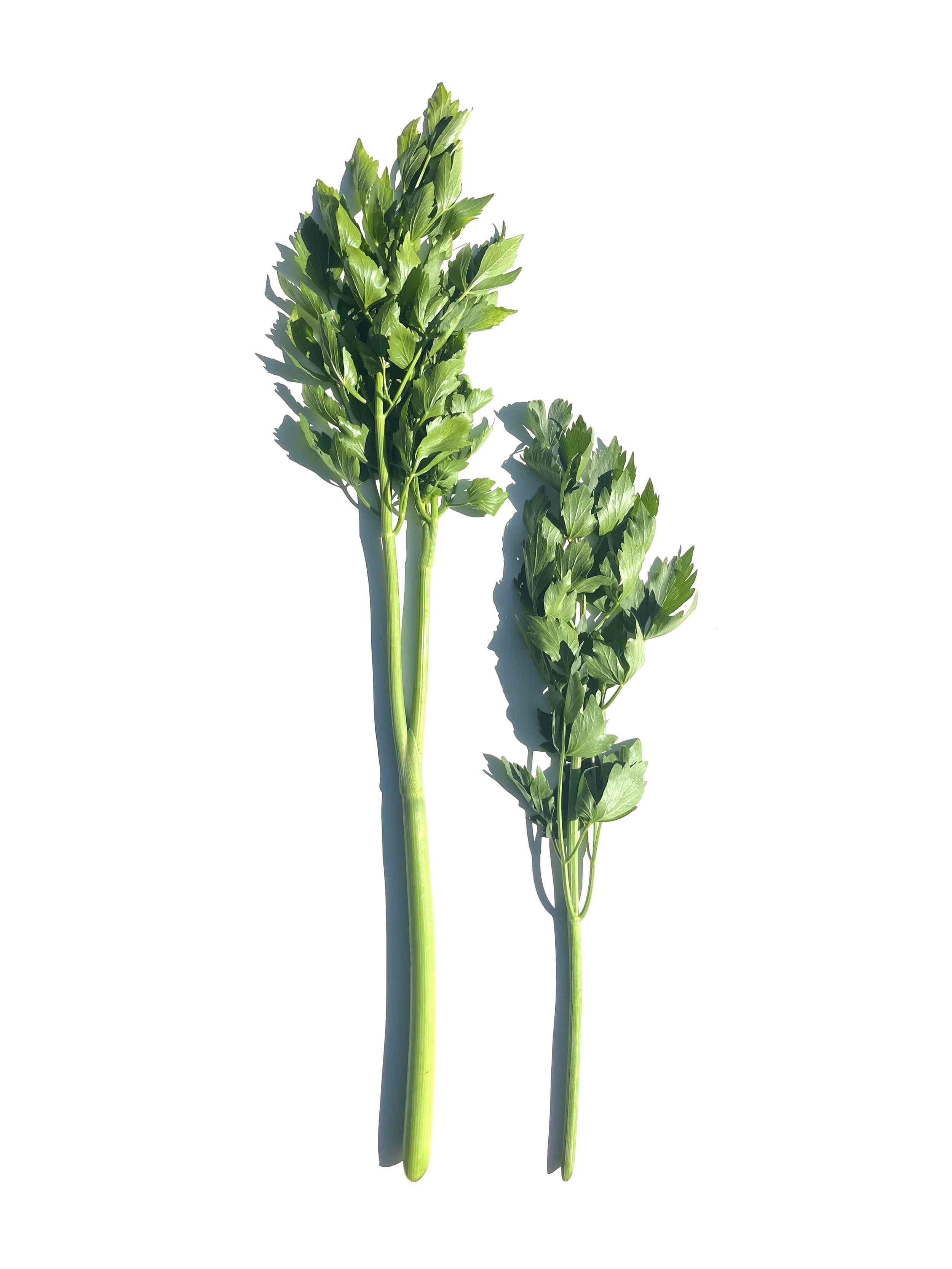lovage