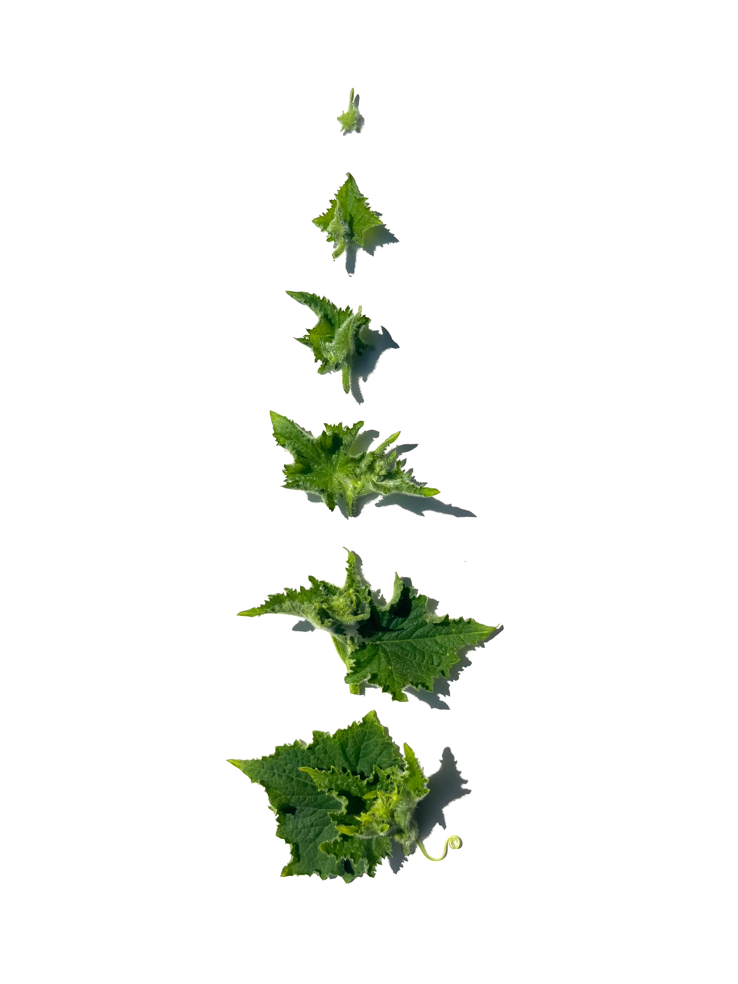 cucumber leaf