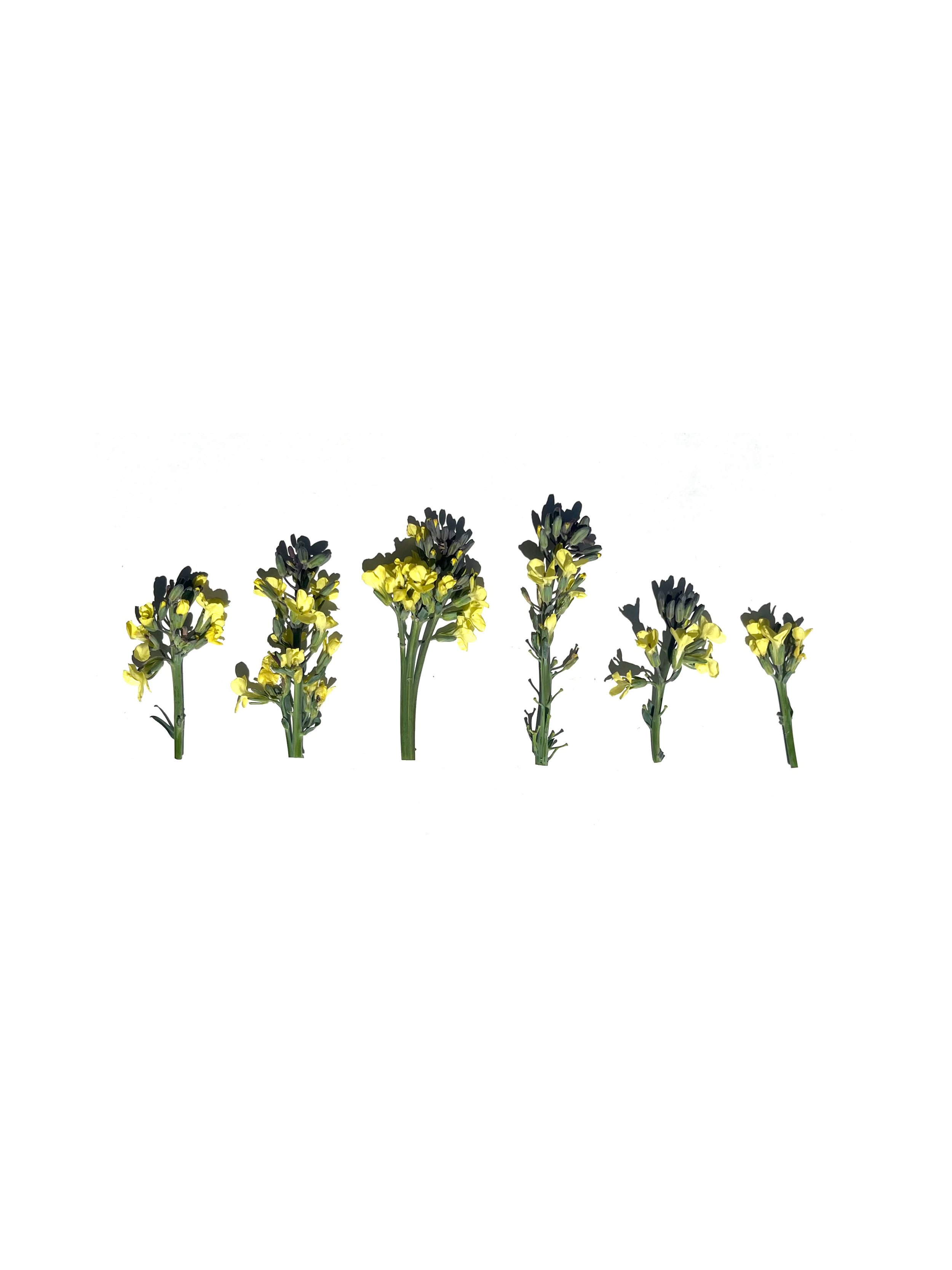 brassica flower
