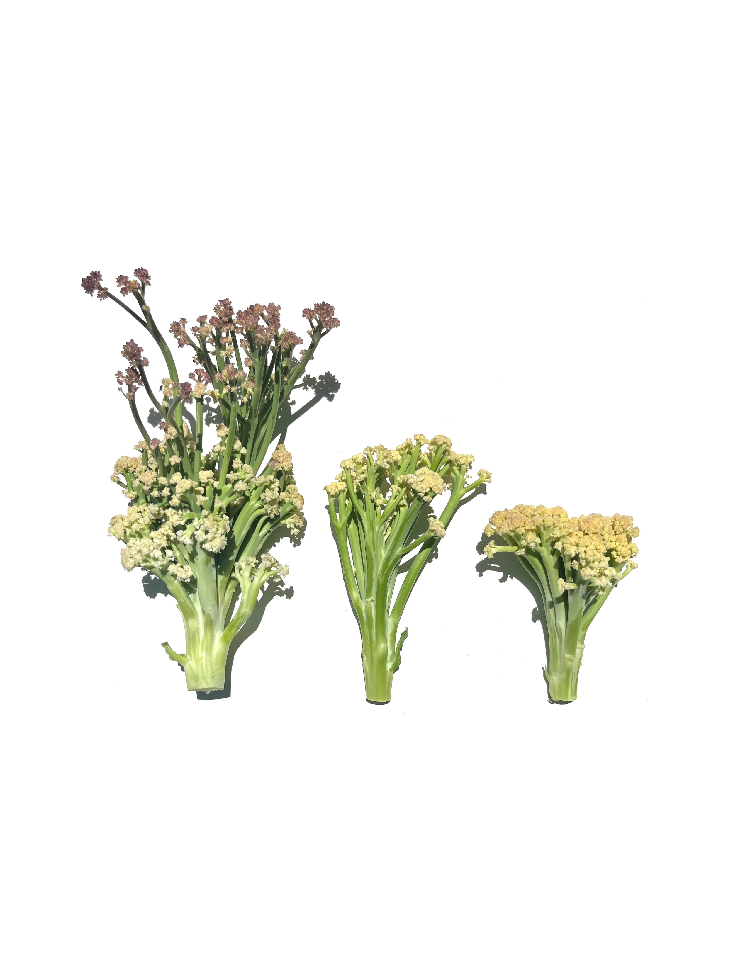 sprouting cauliflower